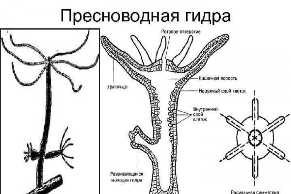 Ссылка на кракен через тор