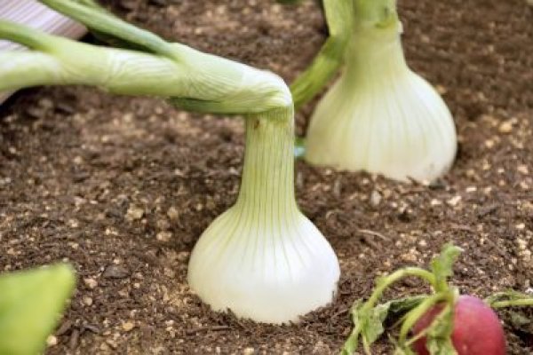 Кракен ссылка на сайт