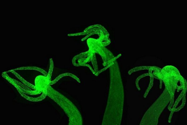 Kraken это