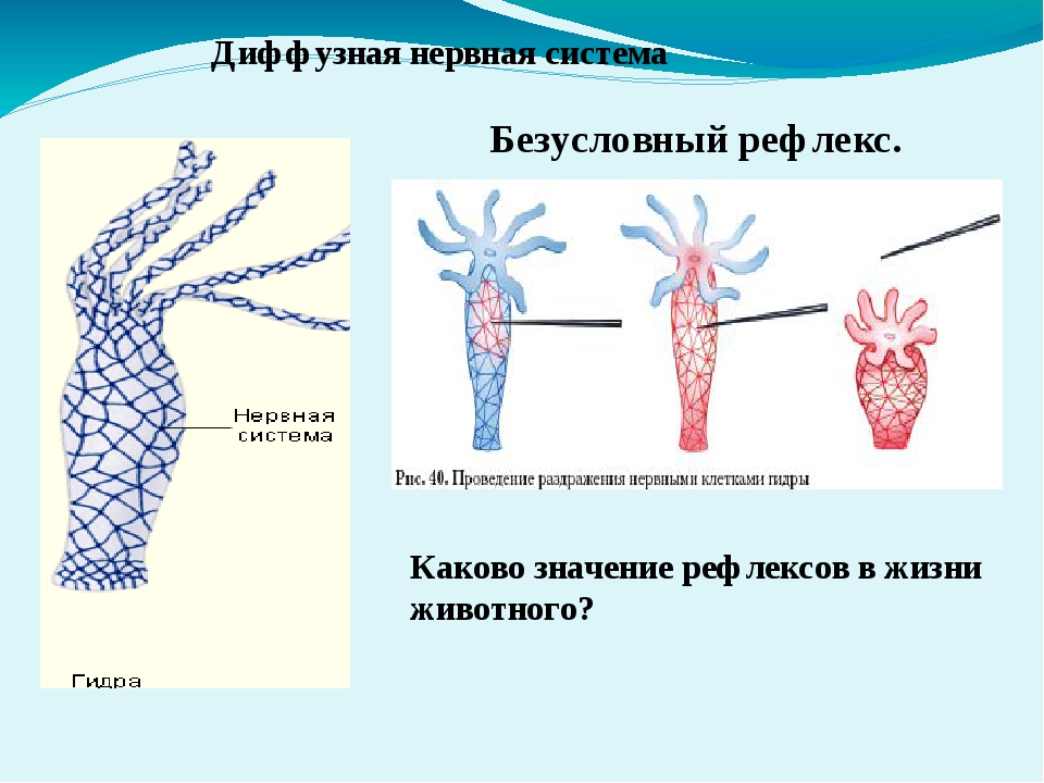 Kraken рабочее зеркало onion